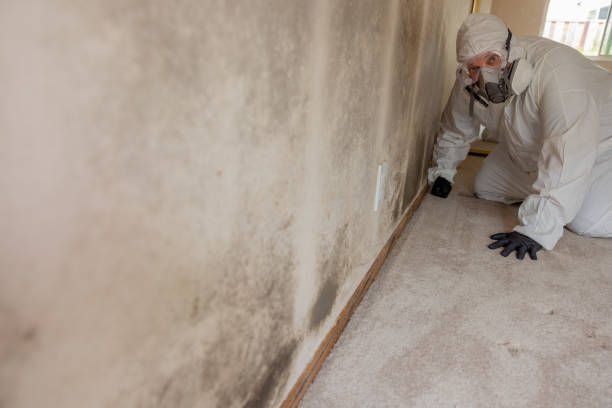 Best Mold Remediation for Healthcare Facilities  in East Bronson, FL